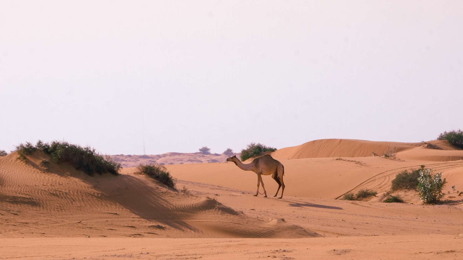 camel-in-the-desert-2022-11-02-00-07-12-utc (larghezza automatica)